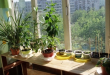Огород на балконе - это просто